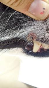 black fleshy dog lip growth with dark