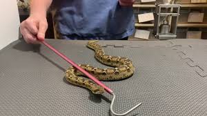 venom extraction from saw scaled vipers