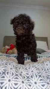 chocolate toy poodle puppy dogs