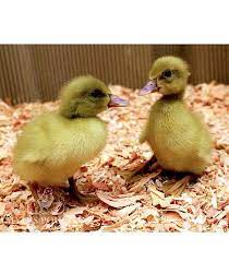 Buff Ducks For Day Old Poultry
