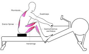 rowing machine do for your body