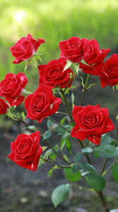 beautiful red rose flower beautiful