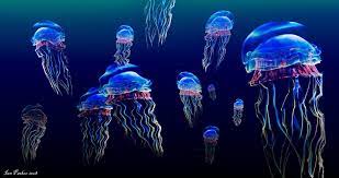 4K Jellyfish Wallpapers - Top Free 4K ...