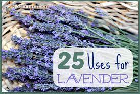 We did not find results for: Lavender Oil Uses And Ways To Use Dry Lavendar