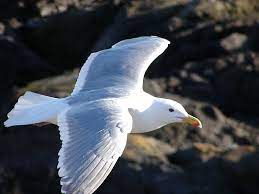seagull facts and information