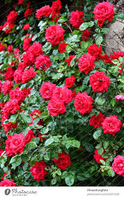 red climbing roses climb up a house