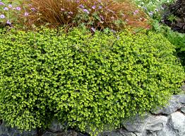 Euphorbia portlandica 'Dolce Vita' “Portland Spurge”