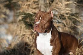 the 10 most dangerous dog breeds the