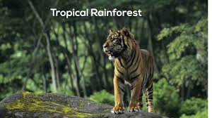 These rainforests receive a high volume of annual rainfall, and nearly every month receives at least 60 mm rainfall. Tropical Rainforest Biome Youtube