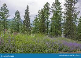 Taiga with Medicinal Plant Willow-herb in Russia Stock Photo - Image of  forest, nature: 156532450