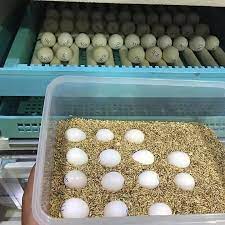 parrot eggs s exotic