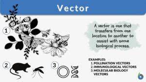 vector definition and exles