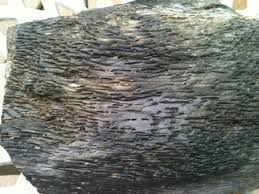 Image result for petrified palm