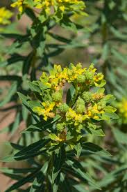 Euphorbia bivonae - Wikidata