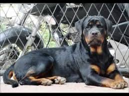 Rottweiler Growing Month By Month Youtube