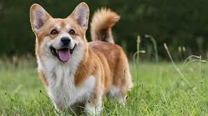 how long do corgis live average