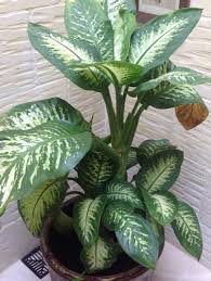 Best Low Light Indoor Plants Tropical