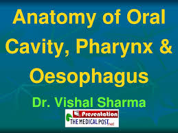 ppt anatomy of cavity pharynx