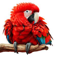 beautiful parrot birds na png