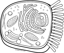 Animal cell coloring the answer key to the cell coloring worksheet is available at teachers pay teachers.payments help support biologycorner.com. Download Animal Cell Coloring Png Image With No Background Pngkey Com