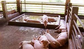 Swine Ion In The Philippines 1