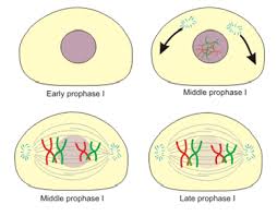what is the purpose of meiosis
