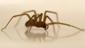 The Most Dangerous Spiders Found In Canada And What You Need