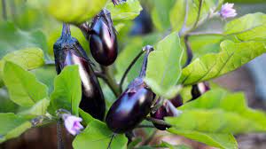 5 eggplant growing mistakes to avoid
