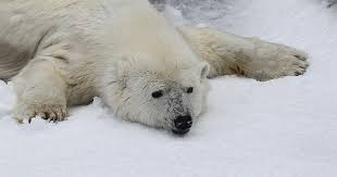 Un orso polare attacca e uccide una donna e un ragazzo in un villaggio dell'Alaska occidentale