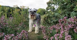 What Plants Are Poisonous To Dogs
