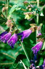 Salvia in Flora of China @ efloras.org
