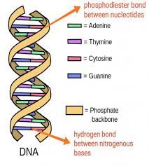 in a dna molecule what type of bond