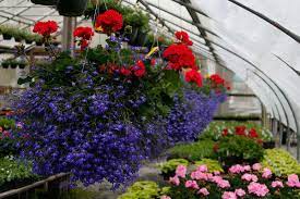 Getting plants direct from flower & twig nursery is easy. Five Nurseries Near Boston To Buy Your Plants