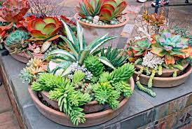 25 outdoor succulent container ideas