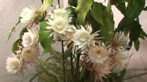 kadupul flower the most expensive