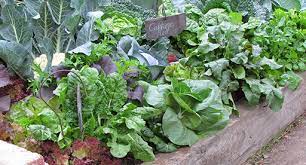 A Beginner S Guide To Vegetable Gardening