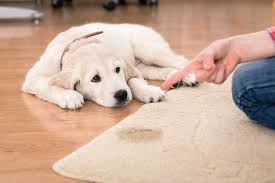how to stop dog from ing on carpet