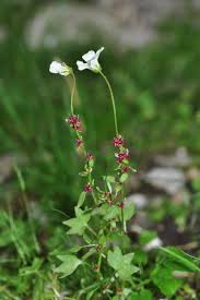 Scheda IPFI, Acta Plantarum Saxifraga_cernua