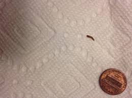 bathroom may be carpet beetle larva