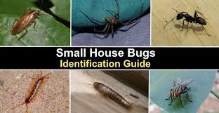 16 Small House Bugs With Pictures And
