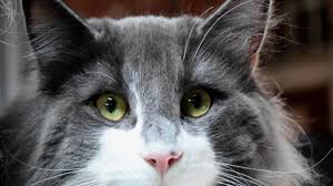 You can inadvertently cause considerable injury or worsen the condition by using the wrong medication for your cat's current eye problem. Cat Eye Discharge And Eye Problems
