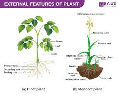 diffe modifications in roots stems