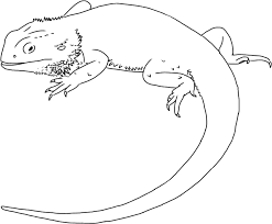 Use these free images for your websites, art projects, reports, and powerpoint presentations! Bearded Dragon Clipart Black And White Line Art Transparent Cartoon Jing Fm