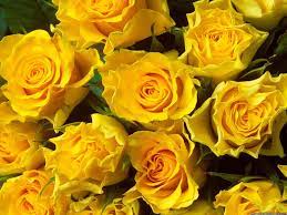 Wallpaper Yellow Roses posted by Zoey ...