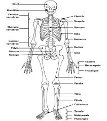 Skeleton Diagram Labelled Google Search Skeletal System