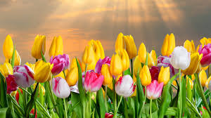 sunshine on bright tulips