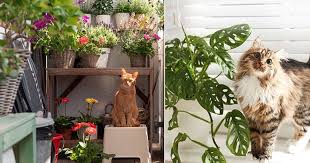 How To Keep Cats Away From Houseplants