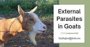 external parasites in goats