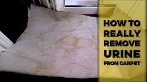 remove pet urine from carpet