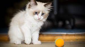 Siberian cats, cute kittens from same litter isolated on white. Kitten Dies After Catching Covid As Study Uncovers More Evidence Of Human To Cat Transmission
